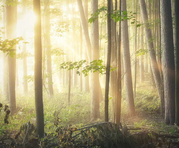 environmentally friendly wooden pallets